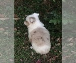 Small Photo #3 Miniature Australian Shepherd Puppy For Sale in BOWLING GREEN, KY, USA