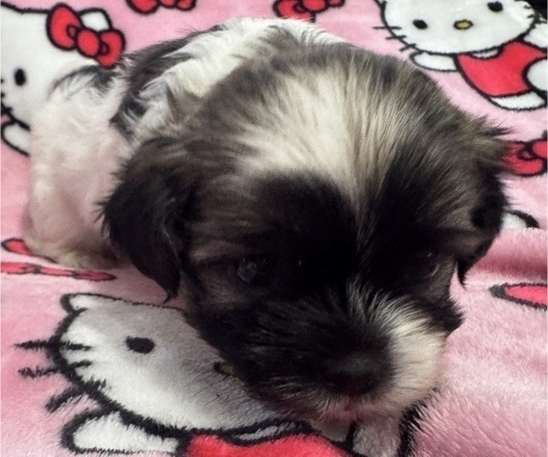 Medium Photo #4 Shih Tzu Puppy For Sale in YAKIMA, WA, USA