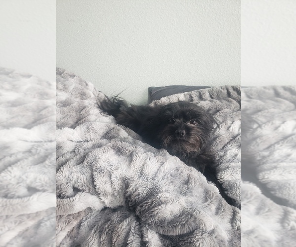 Medium Photo #1 Morkie-Yorkshire Terrier Mix Puppy For Sale in CENTENNIAL, CO, USA