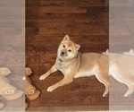 Small Photo #7 Shiba Inu Puppy For Sale in LAGUNA NIGUEL, CA, USA