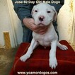Small Photo #143 Dogo Argentino Puppy For Sale in JANE, MO, USA
