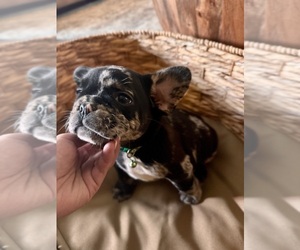 Medium French Bulldog