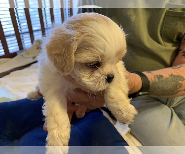 Medium Photo #15 ShihPoo Puppy For Sale in WETUMPKA, AL, USA