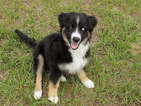 Puppy 1 Australian Shepherd
