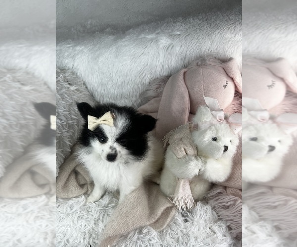 Medium Photo #2 Pomeranian Puppy For Sale in TAMPA, FL, USA