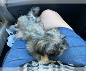 Shih Tzu Puppy for sale in SALUDA, SC, USA