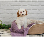 Small #4 Cavapoo (Miniature)
