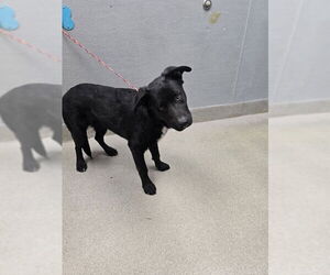 Labrador Retriever-Unknown Mix Dogs for adoption in Las Vegas, NV, USA