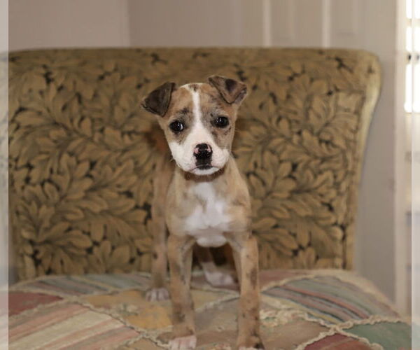 Medium Photo #1 Mutt Puppy For Sale in Rockaway, NJ, USA