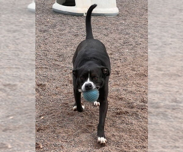 Medium Photo #9 Bulldog-Unknown Mix Puppy For Sale in Webster, WI, USA