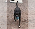 Small #8 Bulldog Mix