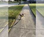 Small #2 Beagle