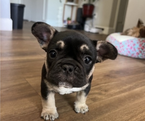 Medium Photo #4 French Bulldog Puppy For Sale in SACRAMENTO, CA, USA