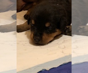 Rottweiler Puppy for sale in LEBANON, TN, USA