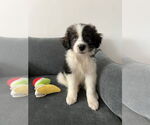 Small #1 Border-Aussie