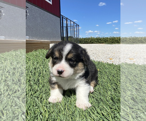 Pembroke Welsh Corgi Puppy for sale in ARTHUR, IL, USA
