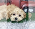Small Photo #4 Zuchon Puppy For Sale in CANOGA, NY, USA