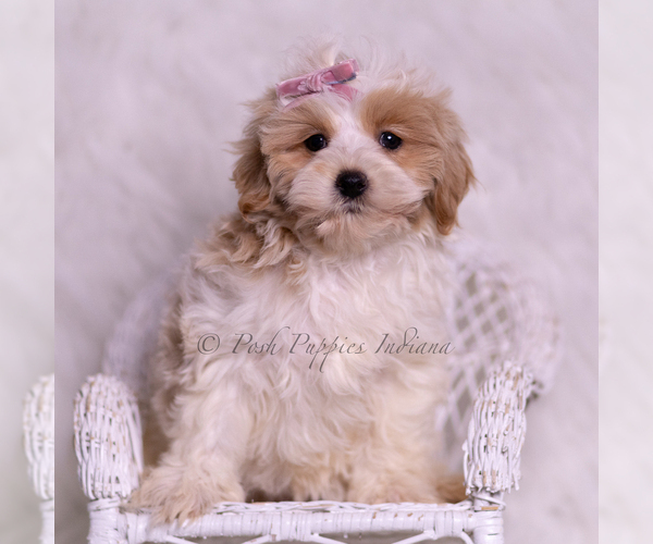 Medium Photo #86 Maltipoo (Miniature) Puppy For Sale in WARSAW, IN, USA