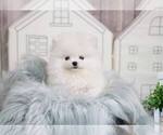 Small Photo #4 Pomeranian Puppy For Sale in FULLERTON, CA, USA