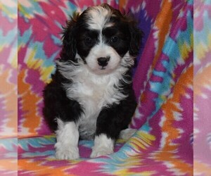 Australian Shepherd-Poodle (Toy) Mix Puppy for sale in SUNBURY, PA, USA