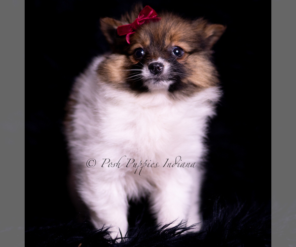 Medium Photo #3 Pomeranian Puppy For Sale in WARSAW, IN, USA
