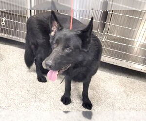 German Shepherd Dog Dogs for adoption in Houston, TX, USA