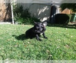 Small Photo #2 French Bulldog Puppy For Sale in SIMI VALLEY, CA, USA