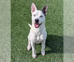 Small Photo #13 American Pit Bull Terrier-Catahoula Leopard Dog Mix Puppy For Sale in Rockwall, TX, USA
