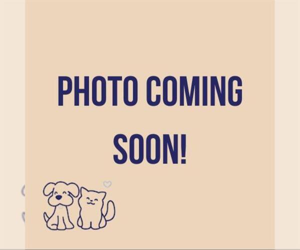 Medium Photo #1 Chihuahua-Unknown Mix Puppy For Sale in San Antonio, TX, USA