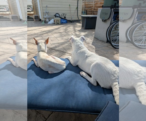 Medium Photo #15 Mutt Puppy For Sale in Sandy, UT, USA