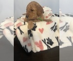 Small Photo #27 Goldendoodle (Miniature) Puppy For Sale in LOVES PARK, IL, USA