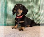 Puppy Ken Dachshund