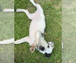 Small #1 American Pit Bull Terrier Mix