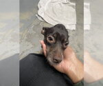 Small Chihuahua Mix
