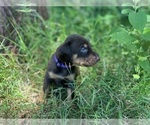 Small #6 Doberman Pinscher