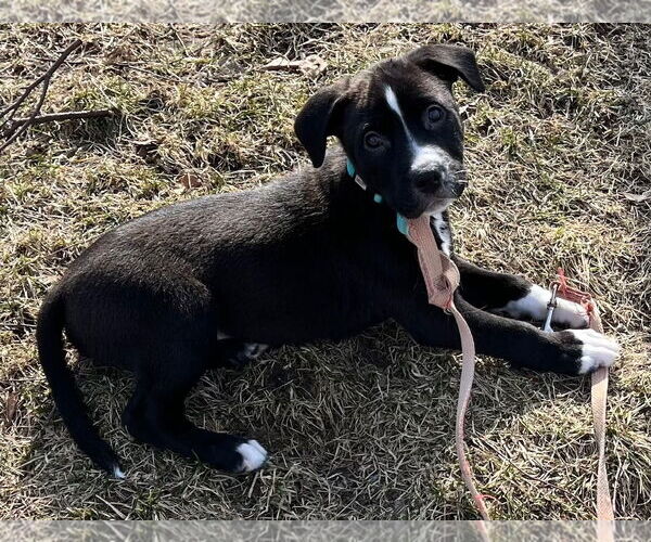 Medium Photo #2 American Pit Bull Terrier-Labrador Retriever Mix Puppy For Sale in Clarkston, MI, USA