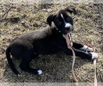 Small #1 American Pit Bull Terrier-Labrador Retriever Mix
