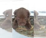 Small Photo #7 Labrador Retriever Puppy For Sale in KALAMAZOO, MI, USA