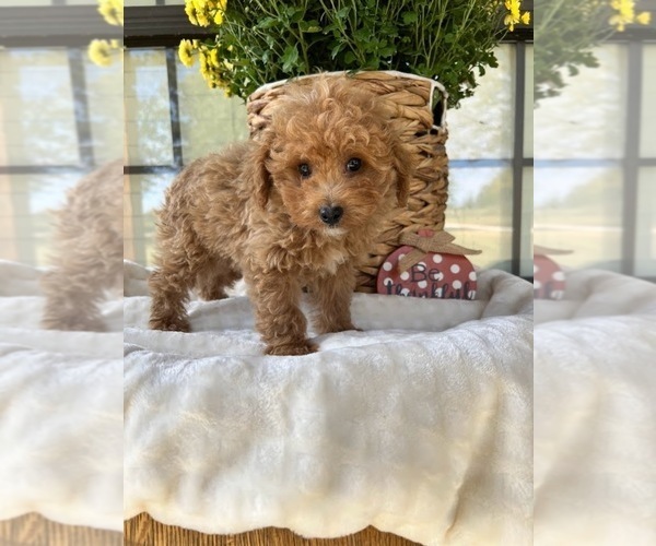 Medium Photo #3 Poodle (Toy) Puppy For Sale in WEST PLAINS, MO, USA