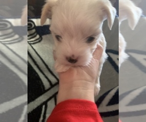 Morkie Puppy for sale in AUSTIN, TX, USA