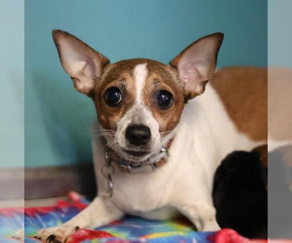 Medium Photo #1 Chihuahua-Unknown Mix Puppy For Sale in San Antonio, TX, USA