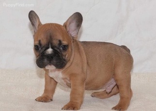 French Bulldog Puppy for sale in CONWAY, AR, USA