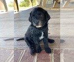 Small Photo #3 Goldendoodle (Miniature) Puppy For Sale in HUTCHINSON, KS, USA