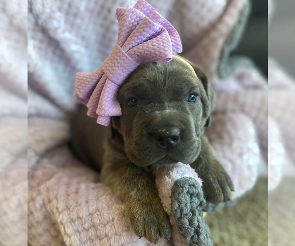 Medium Photo #2 Cane Corso Puppy For Sale in HEREFORD, AZ, USA