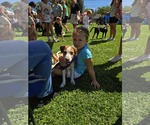 Small Photo #3 Labrador Retriever-Unknown Mix Puppy For Sale in Woodbury, NY, USA