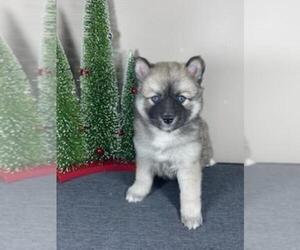 Pomsky Puppy for sale in DE SOTO, KS, USA