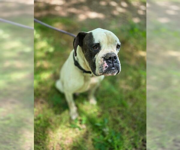 Medium Photo #5 American Bulldog-Unknown Mix Puppy For Sale in New York, NY, USA