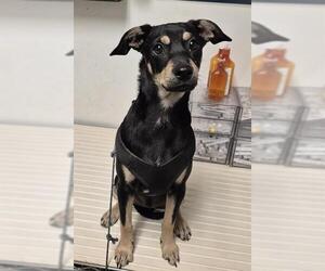 Chihuahua Dogs for adoption in Bakersfield, CA, USA