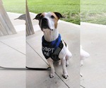 Small #10 American Pit Bull Terrier Mix