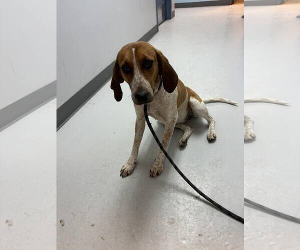 Medium Photo #1 Coonhound Puppy For Sale in Pryor, OK, USA